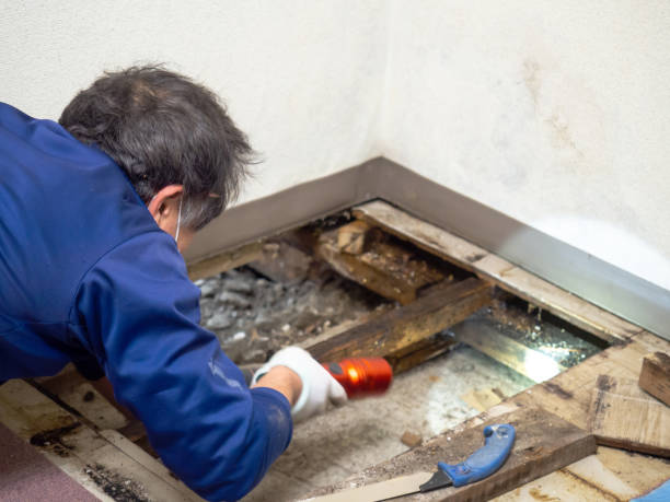 Best Certified Mold Removal  in Malakoff, TX