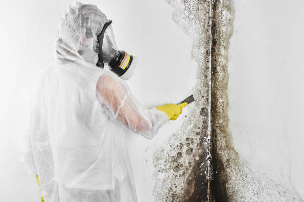Best Mold Inspection  in Malakoff, TX