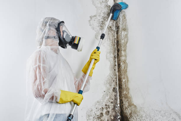 Best Mold Testing and Removal  in Malakoff, TX