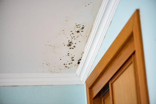 Best Mold Damage Repair  in Malakoff, TX