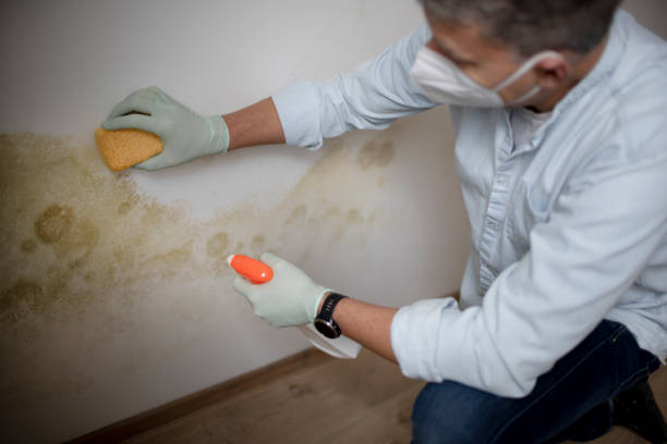 Best Professional Mold Removal  in Malakoff, TX