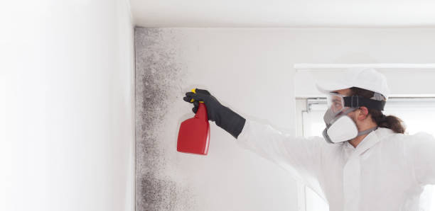 Trusted Malakoff, TX Mold Removal Experts