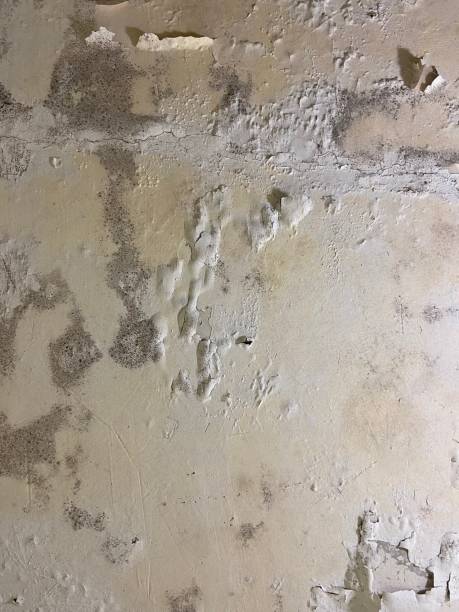 Best Crawl Space Mold Removal  in Malakoff, TX